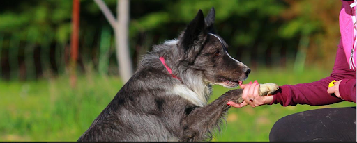 dog training